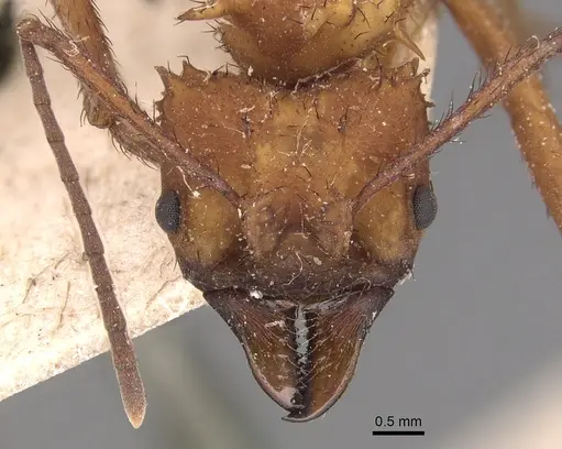Acromyrmex hystrix - CASENT0904992