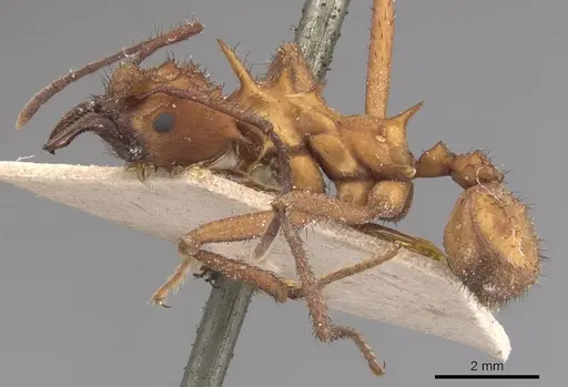 Acromyrmex hystrix - CASENT0904992