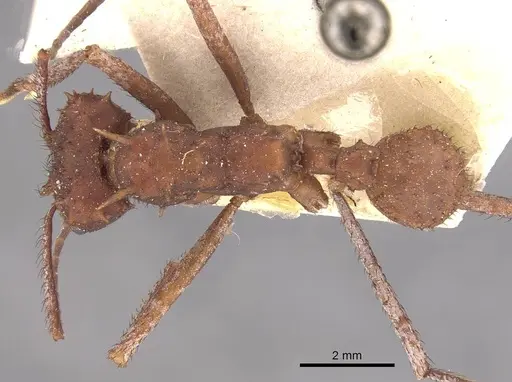 Acromyrmex hystrix - CASENT0909412
