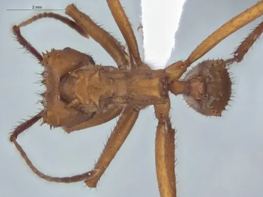 Acromyrmex hystrix - ECOFOG-HC-0039