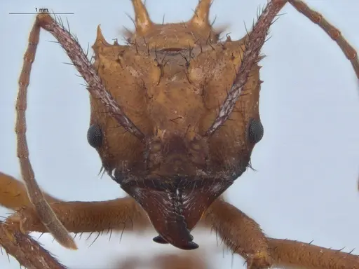 Acromyrmex hystrix - ECOFOG-HC-0039