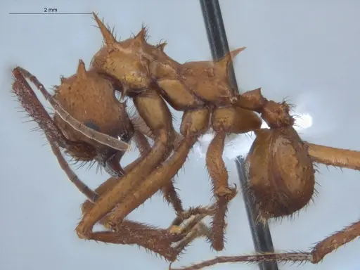 Acromyrmex hystrix - ECOFOG-HC-0039