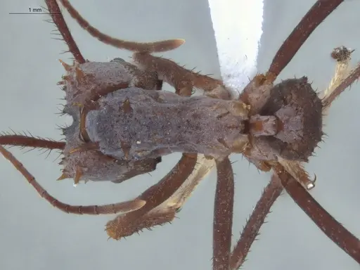 Acromyrmex hystrix - ECOFOG-IT14-0154-04