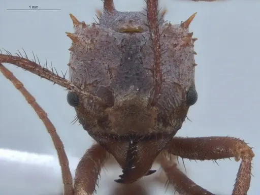 Acromyrmex hystrix - ECOFOG-IT14-0154-04