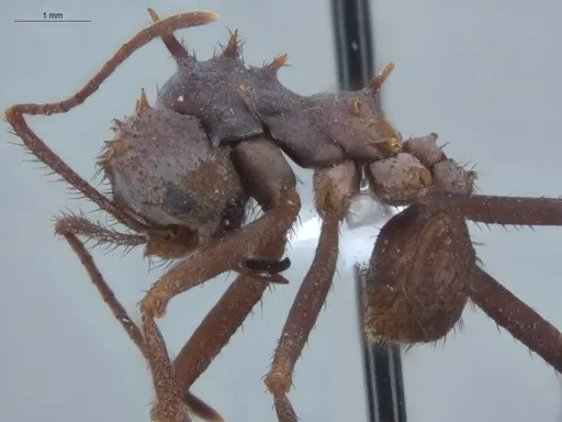 Acromyrmex hystrix - ECOFOG-IT14-0154-04