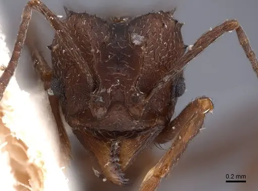 Acromyrmex hystrix - FMNHINS0000047658