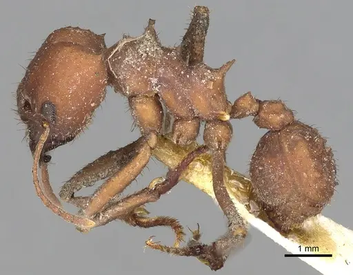 Acromyrmex landolti specimen