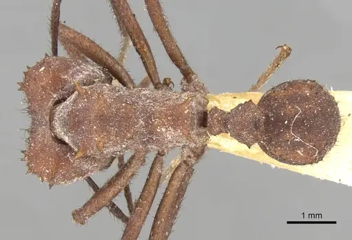 Acromyrmex laticeps specimen