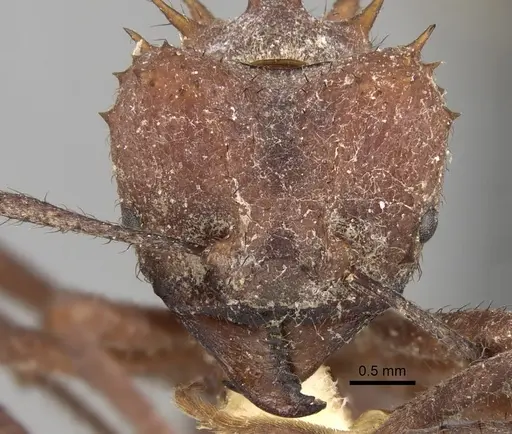 Acromyrmex laticeps specimen