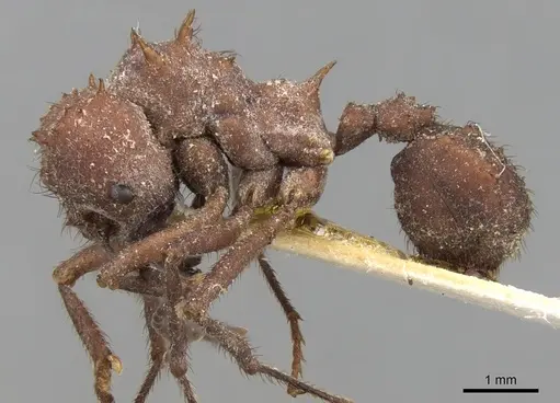 Acromyrmex laticeps specimen