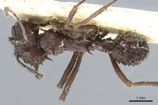 Acromyrmex laticeps - CASENT0904998