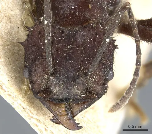 Acromyrmex laticeps - CASENT0904998