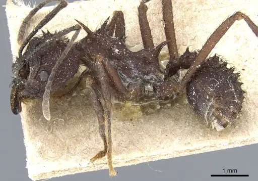 Acromyrmex laticeps - CASENT0904998