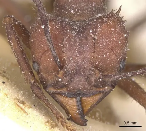 Acromyrmex laticeps - CASENT0912456