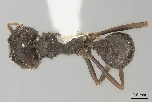 Acromyrmex lobicornis specimen
