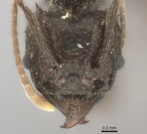Acromyrmex lobicornis specimen