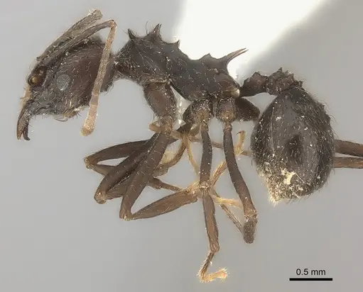 Acromyrmex lobicornis specimen
