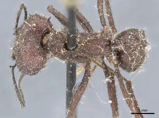 Acromyrmex lobicornis - CASENT0904999