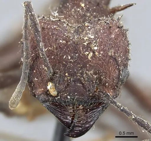 Acromyrmex lobicornis - CASENT0904999