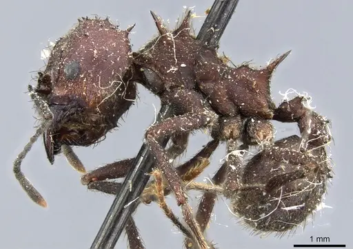 Acromyrmex lobicornis - CASENT0904999