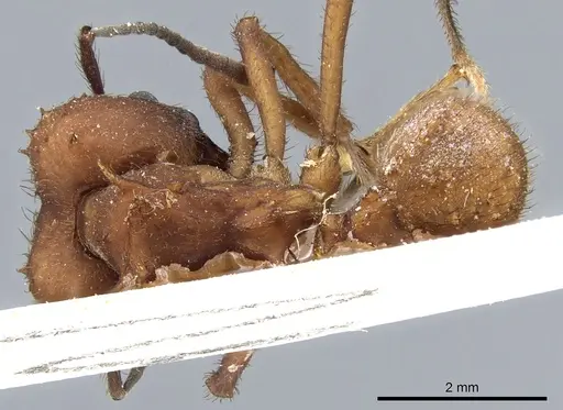 Acromyrmex lobicornis - CASENT0905000