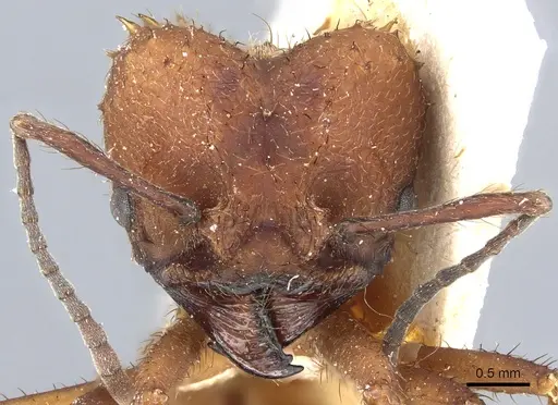 Acromyrmex lobicornis - CASENT0905000