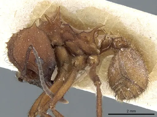 Acromyrmex lobicornis - CASENT0905000