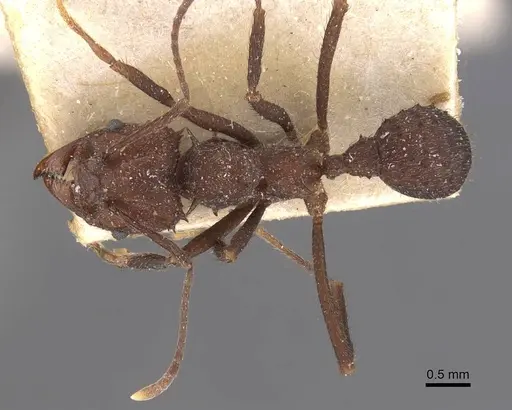 Acromyrmex lobicornis - CASENT0909416