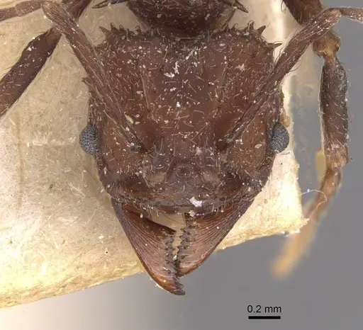 Acromyrmex lobicornis - CASENT0909416