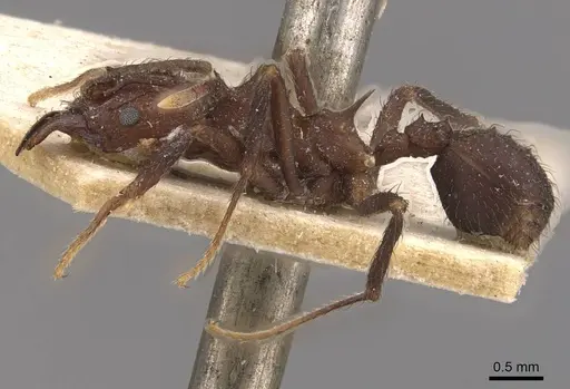Acromyrmex lobicornis - CASENT0909416