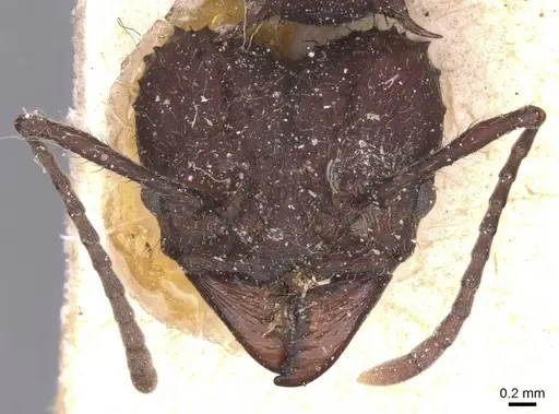 Acromyrmex lobicornis - CASENT0912459