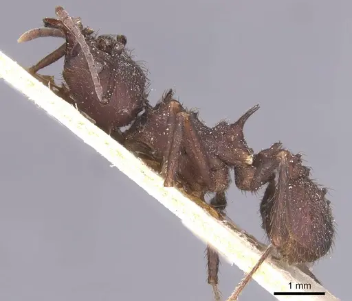 Acromyrmex lobicornis - CASENT0912459