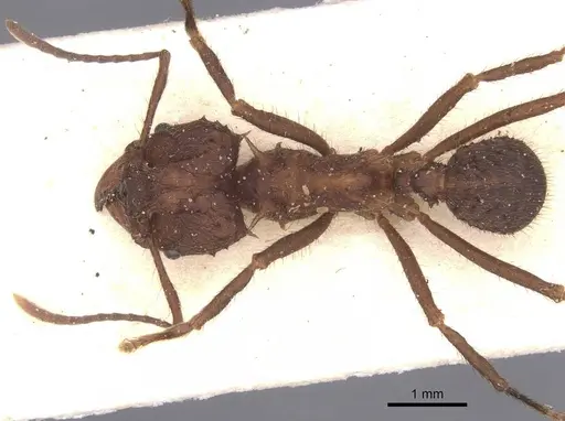 Acromyrmex lobicornis - CASENT0912460