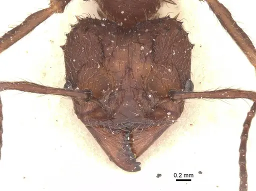 Acromyrmex lobicornis - CASENT0912460