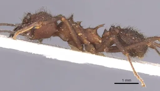 Acromyrmex lobicornis - CASENT0912460