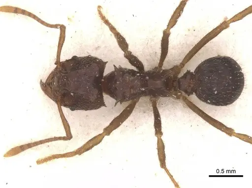 Acromyrmex lobicornis - CASENT0912461