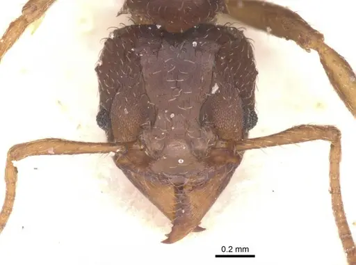 Acromyrmex lobicornis - CASENT0912461