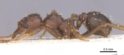 Acromyrmex lobicornis - CASENT0912461