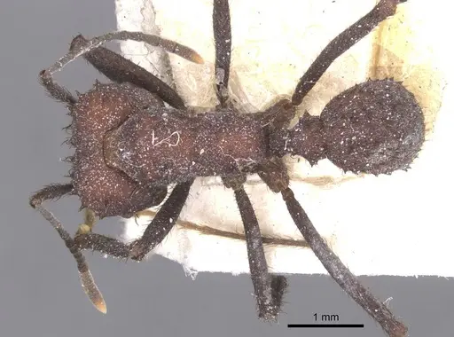 Acromyrmex lobicornis - CASENT0912462