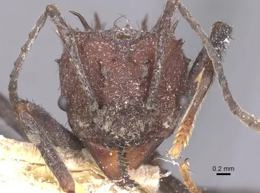 Acromyrmex lobicornis - CASENT0912462