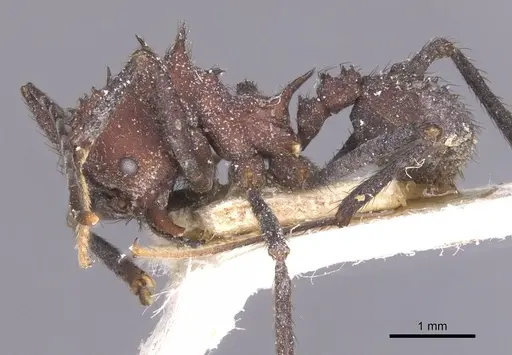 Acromyrmex lobicornis - CASENT0912462
