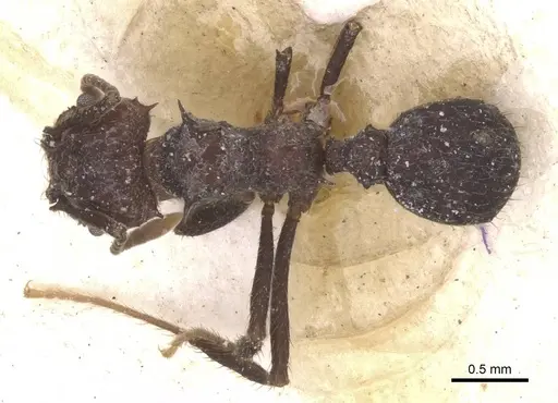 Acromyrmex lobicornis - CASENT0912463