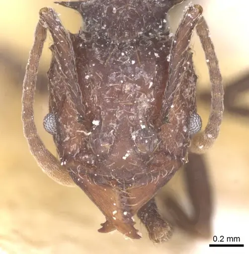 Acromyrmex lobicornis - CASENT0912463