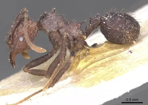 Acromyrmex lobicornis - CASENT0912463