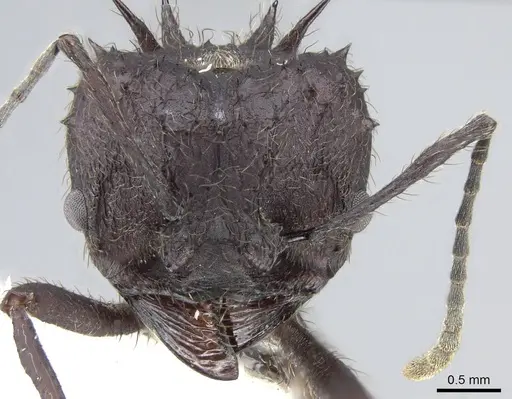 Acromyrmex lobicornis - CASENT0922026