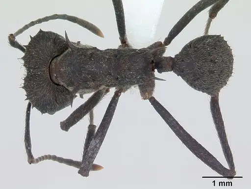 Acromyrmex lundii specimen