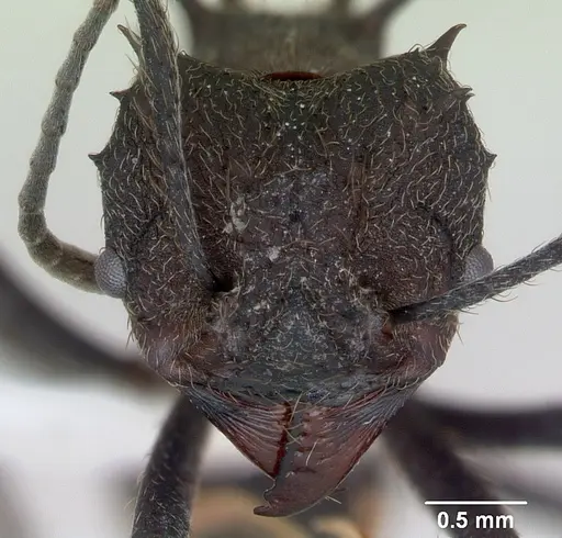 Acromyrmex lundii specimen