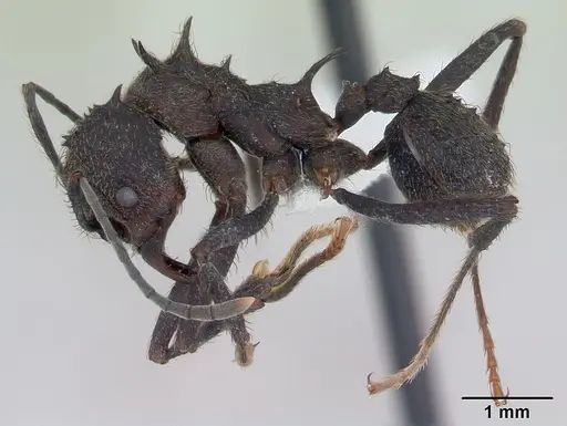 Acromyrmex lundii specimen