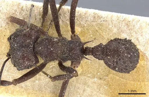 Acromyrmex lundii - CASENT0905002