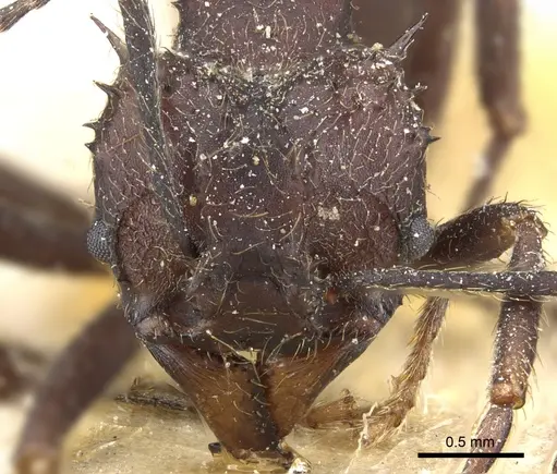 Acromyrmex lundii - CASENT0905002